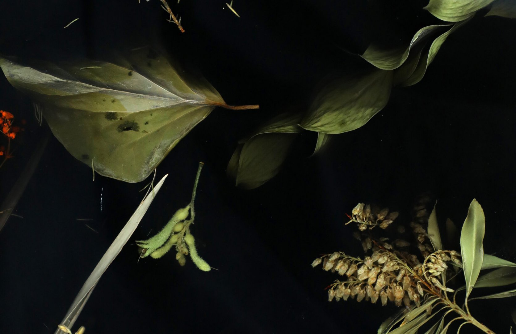 Flora,-Perma-and-Glaes