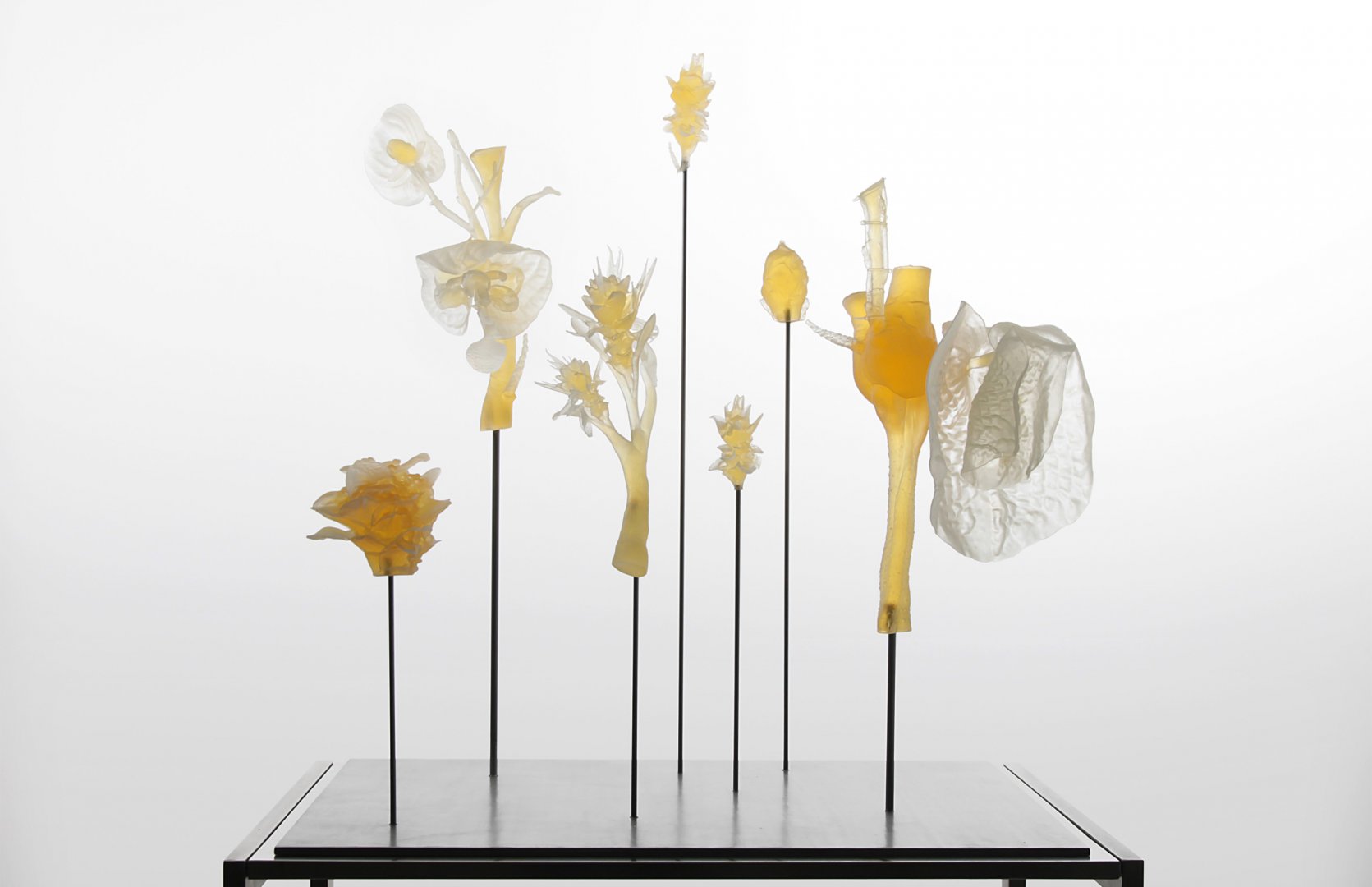 Flowering-Transition