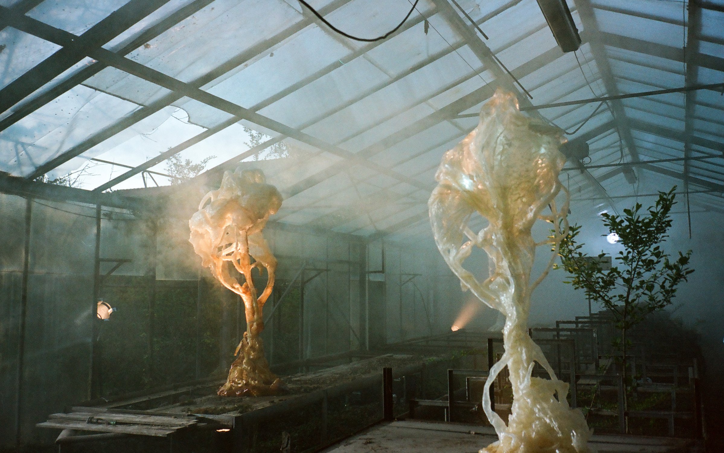 Ghost Orchid