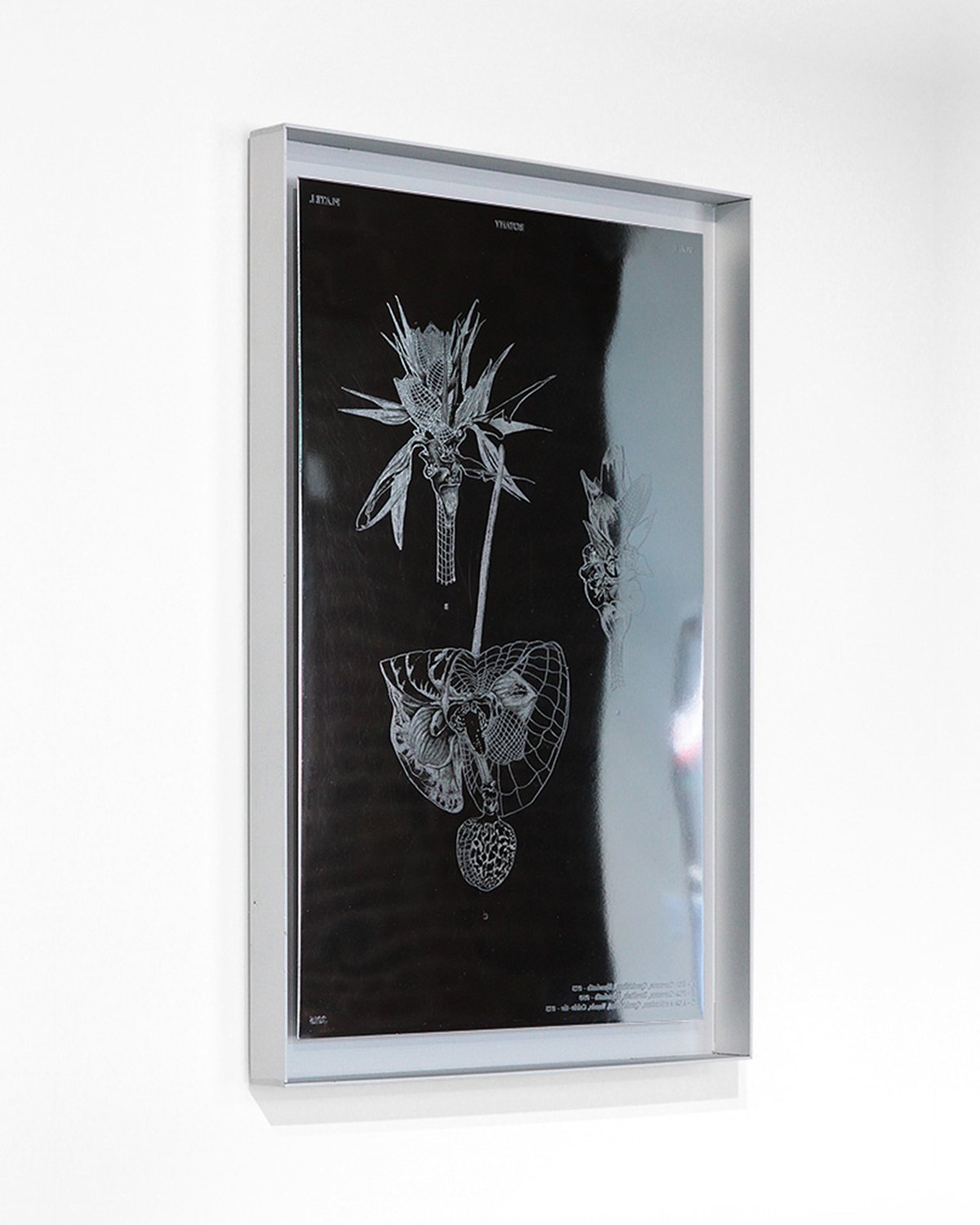 Flowering Transition Botany Plates Marcin Rusak Studio