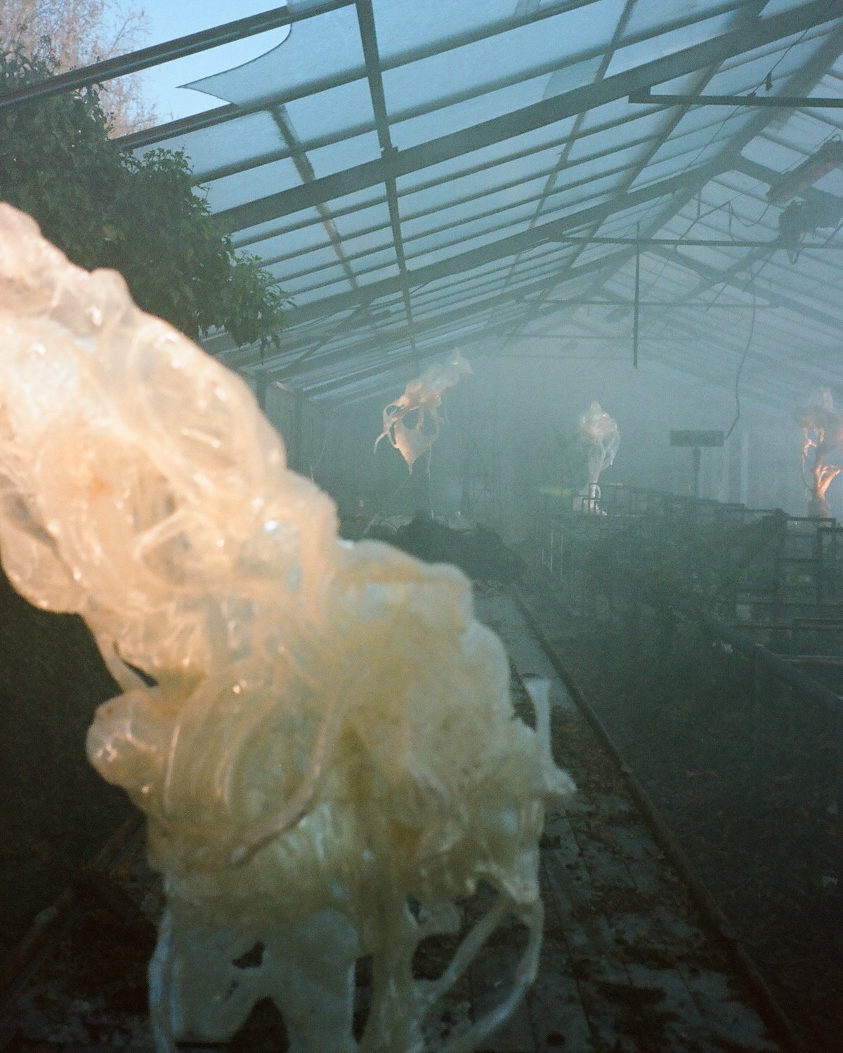 Ghost_Orchid_05_Marcin_Rusak_Studio_Milan_2025.jpg