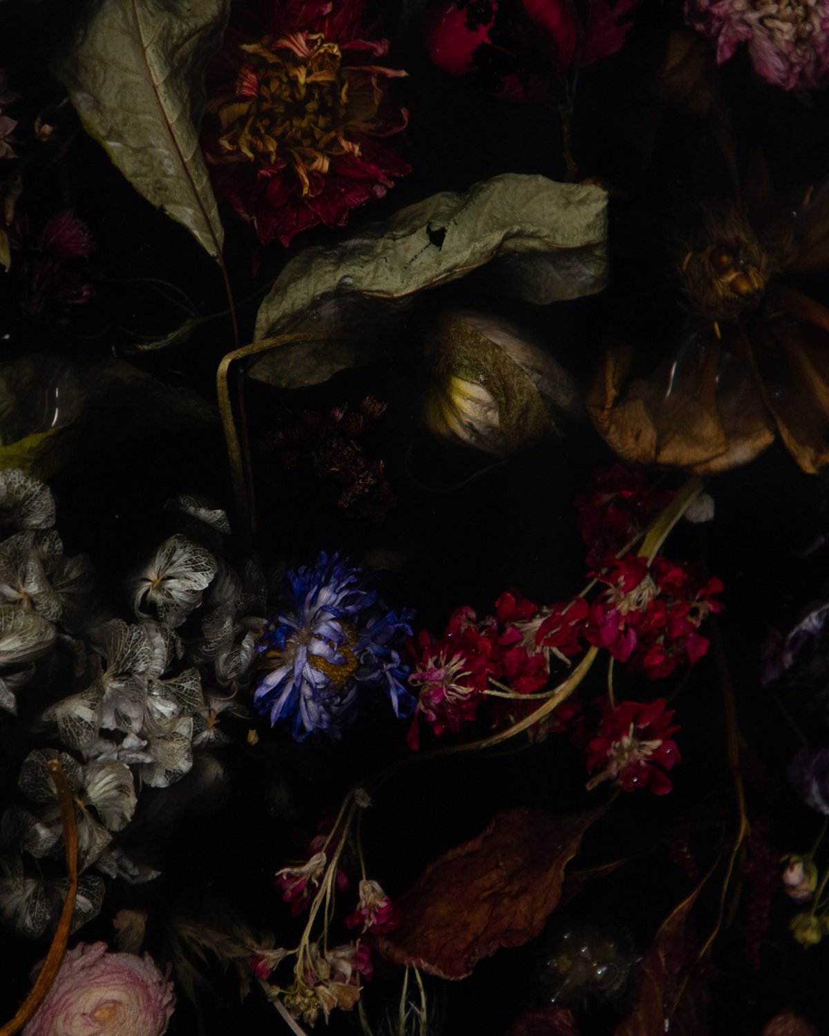 Flora_Disc_35_by_Marcin_Rusak_Studio_03.jpg