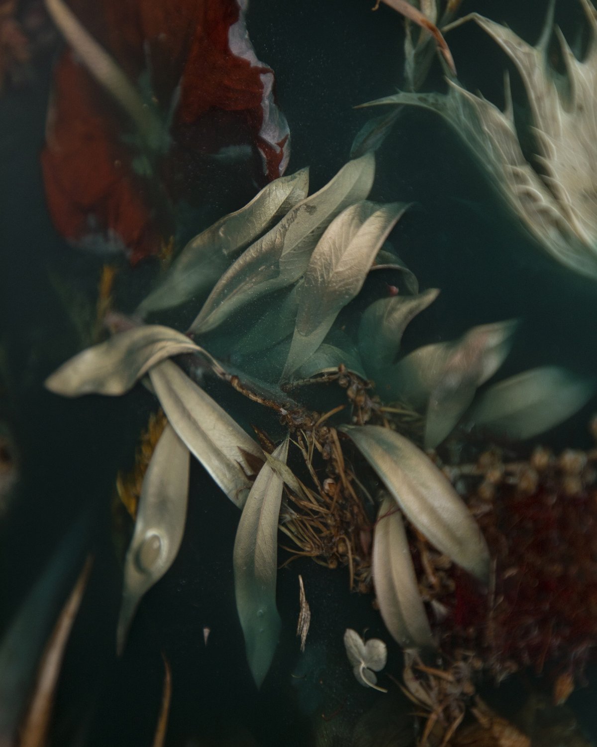 Flora_Lens_40_Brunswick_Green_by_Marcin_Rusak_Studio_06.jpg