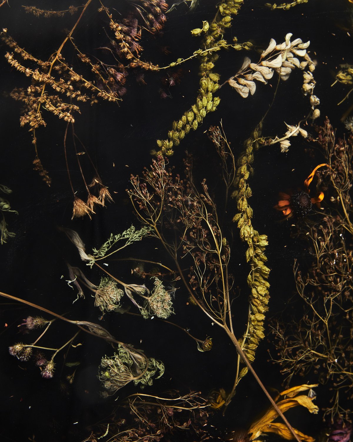 Flora_Lens_65_Black_II_by_Marcin_Rusak_Studio_05.jpg