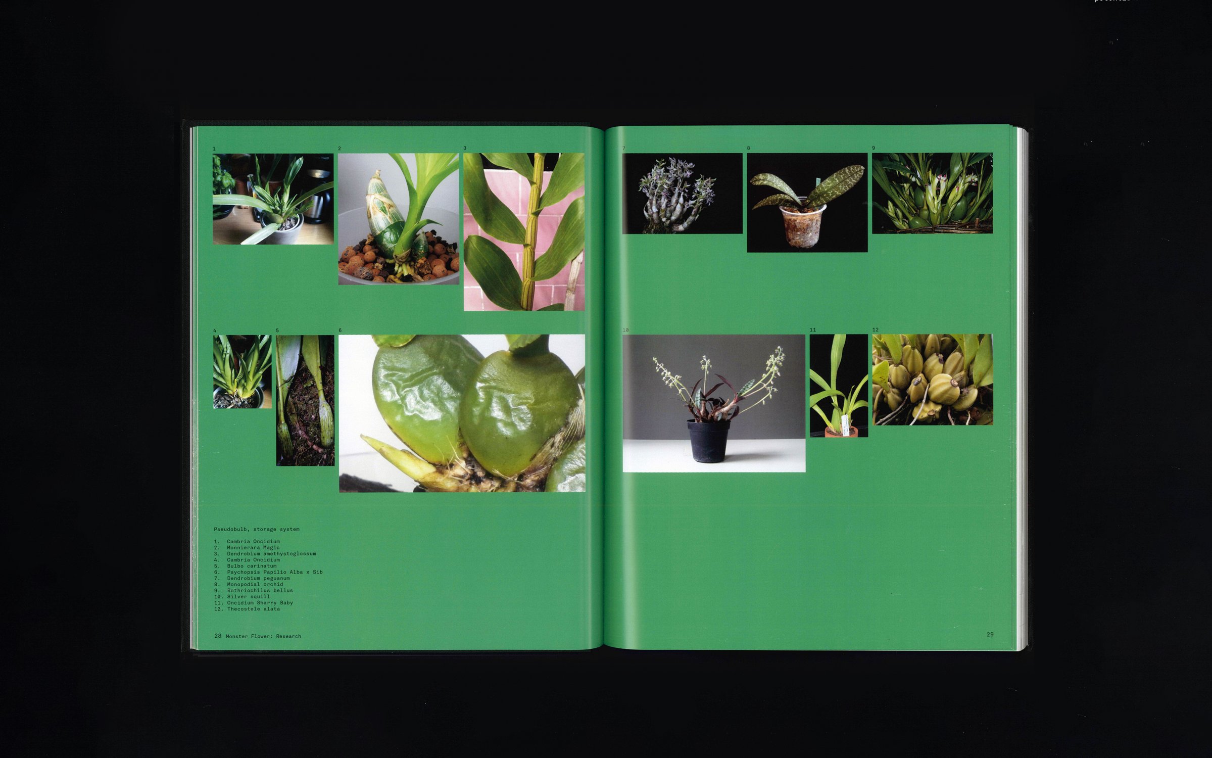 Flowering_Transition_Publication_by_Marcin_Rusak_Studio_03.jpg