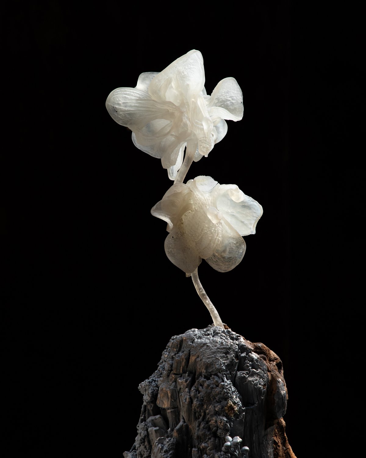 Orchid_01_Sculpture_by_Marcin_Rusak_Studio_02.jpg